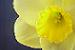 Daffodils
