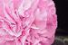 Carnations